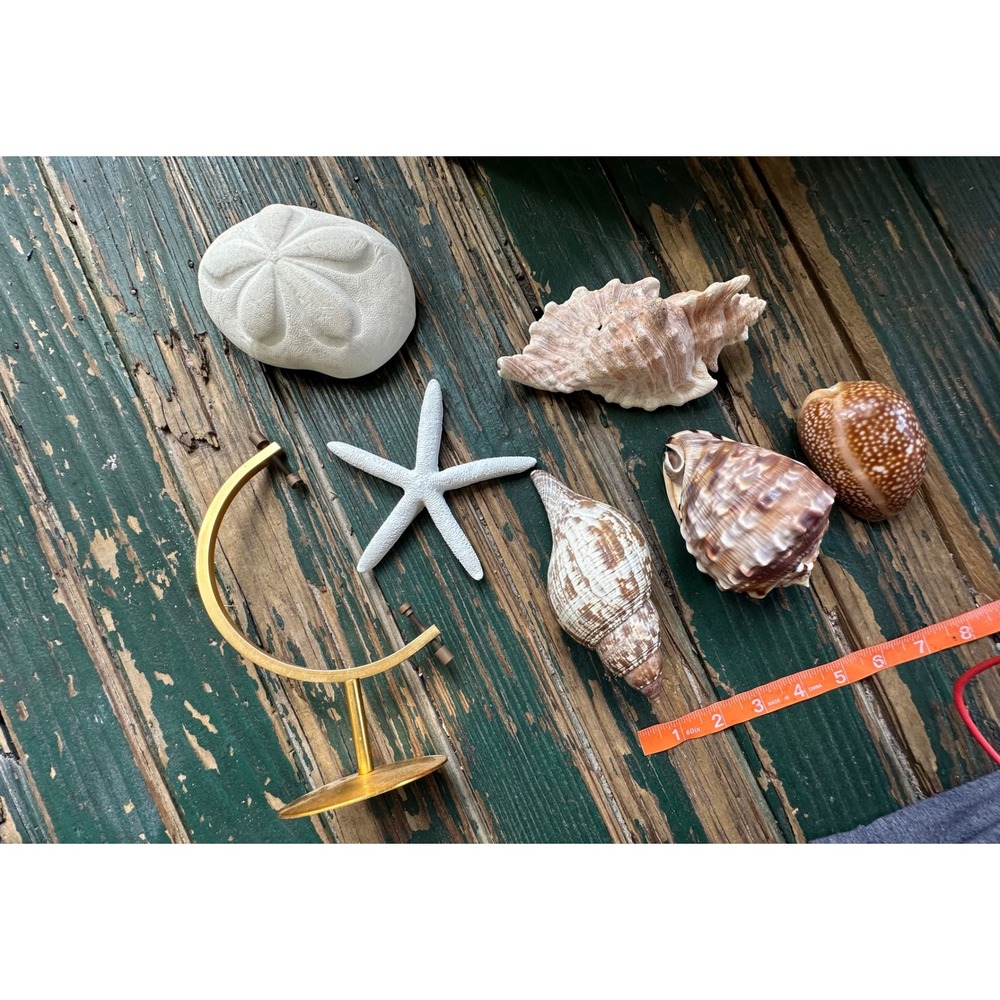 Natural Sea Shell Collection 7pc Set Starfish Sand Dollar Cowrie Conch Stand